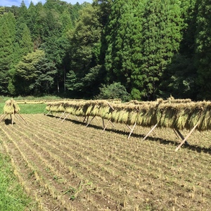 無農薬無施肥・自然栽培＜令和7年度産ヒノヒカリ玄米＞大分県産・甘み