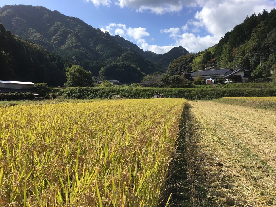 無農薬無施肥・自然栽培＜令和7年度産ヒノヒカリ玄米＞大分県産・甘み