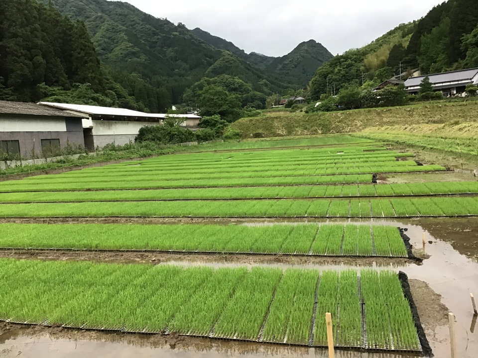 【新米】豊後大野市産　ヒノヒカリ　令和元年度収穫3 2025年新米】【10月入荷次第発送予定】甘くて美味い「ひのひかり」5kg