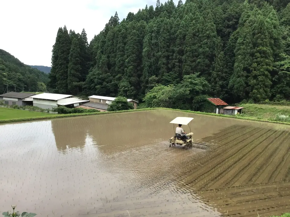 無農薬無施肥・自然栽培＜令和7年度産ヒノヒカリ玄米＞大分県産・甘み