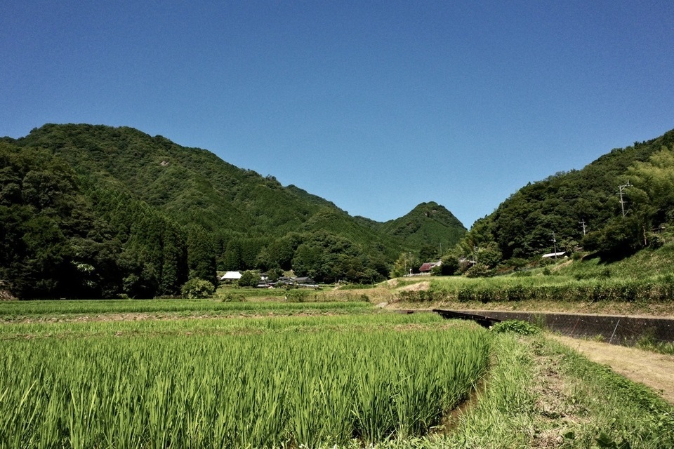 無農薬無施肥・自然栽培＜令和7年度産ヒノヒカリ玄米＞大分県産・甘み