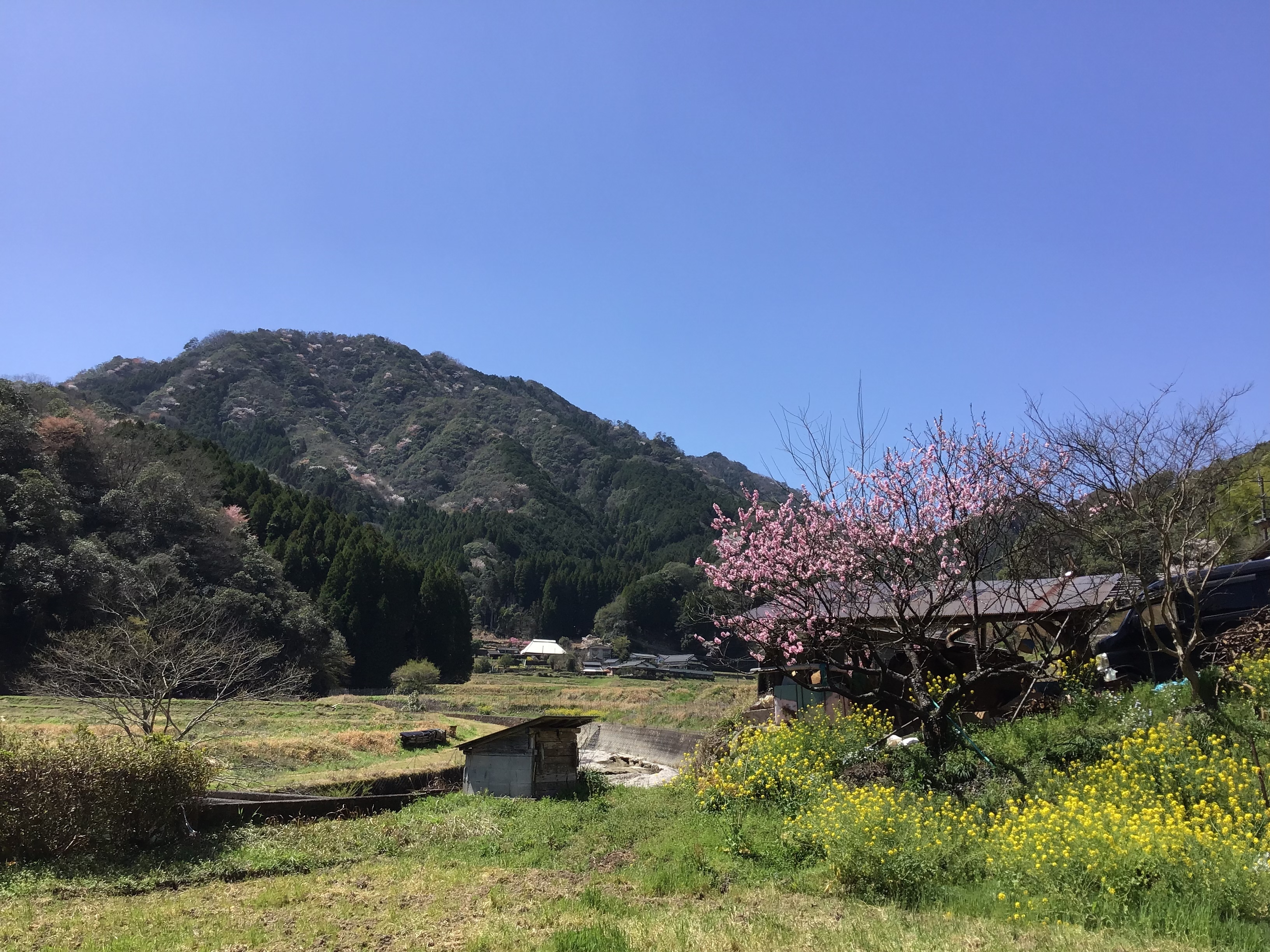 無農薬無施肥・自然栽培＜令和7年度産ヒノヒカリ玄米＞大分県産・甘み