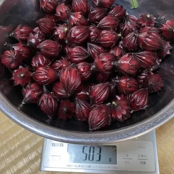 農薬・肥料不使用》ハイビスカスローゼル 生 HOP-PE-PE ~you are what