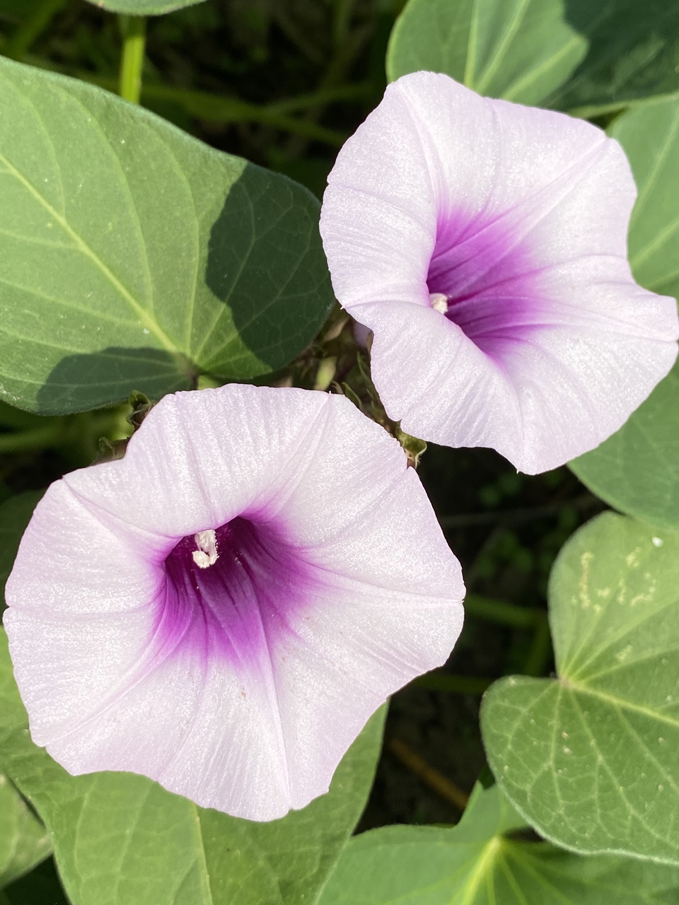 《南瓜・紫芋増量》農薬・肥料不使用の南瓜or紫芋のBearsクッキー
