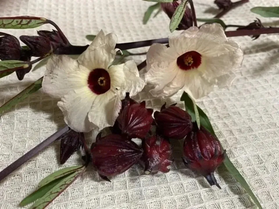 農薬・肥料不使用 苺とローゼルのお茶