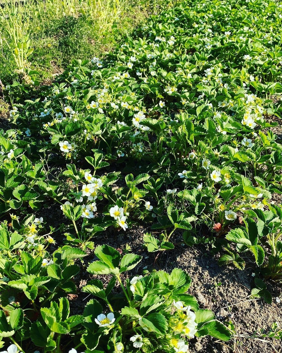酵素が生きたまま!?《農薬・肥料不使用》ドライイチゴ