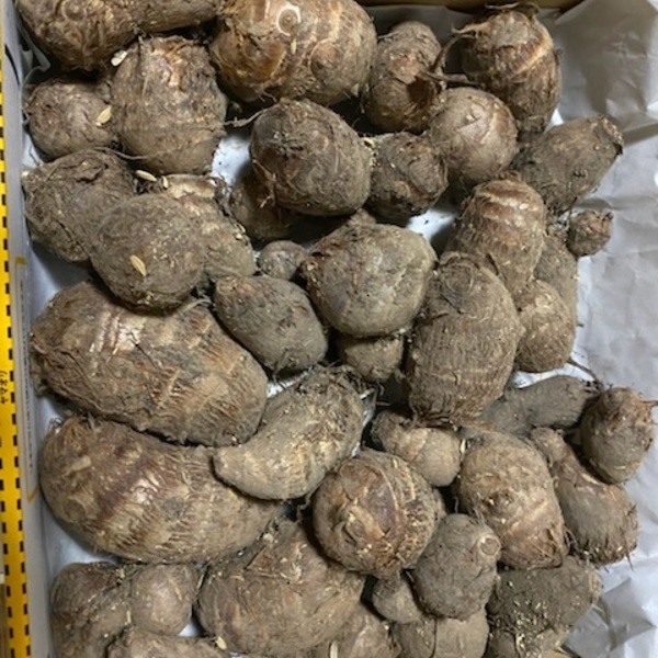 農薬・肥料不使用》里芋 HOP-PE-PE ~you are what you eat~ (岡山県産