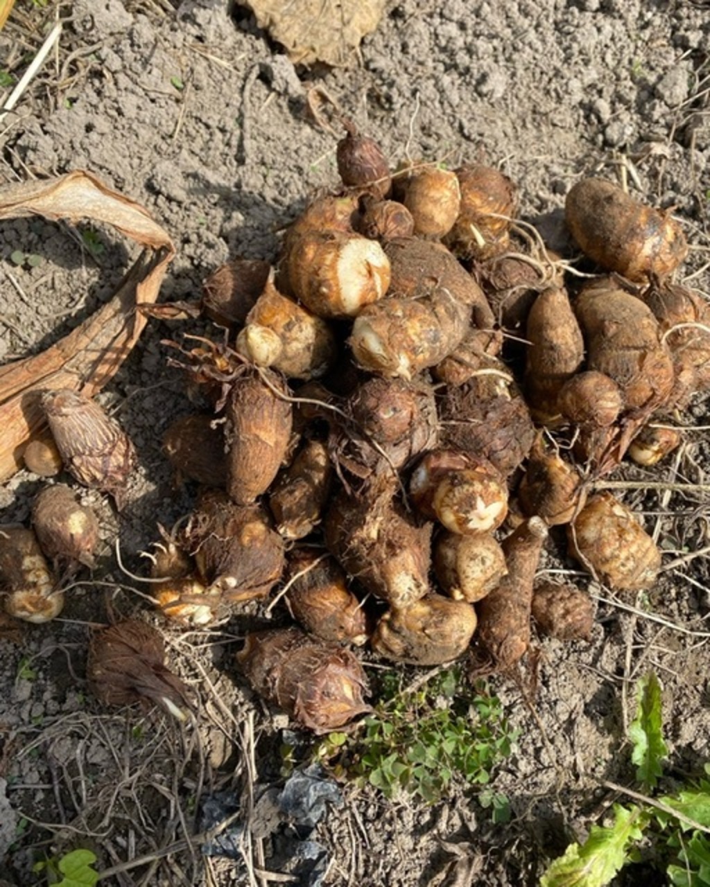 農薬・肥料不使用》里芋 HOP-PE-PE ~you are what you eat~ (岡山県産