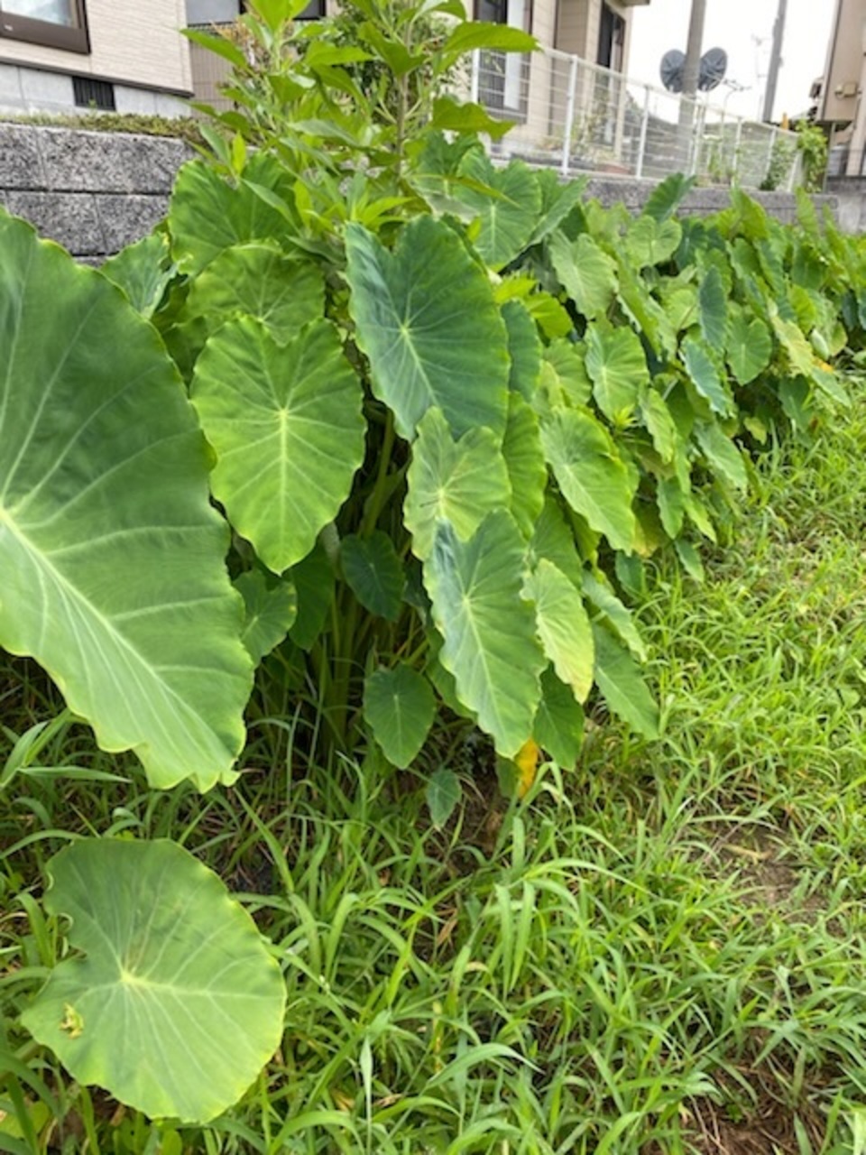 里芋 3kg 宮崎県産 さといも サトイモ 赤芽芋 セレベス | FUKU