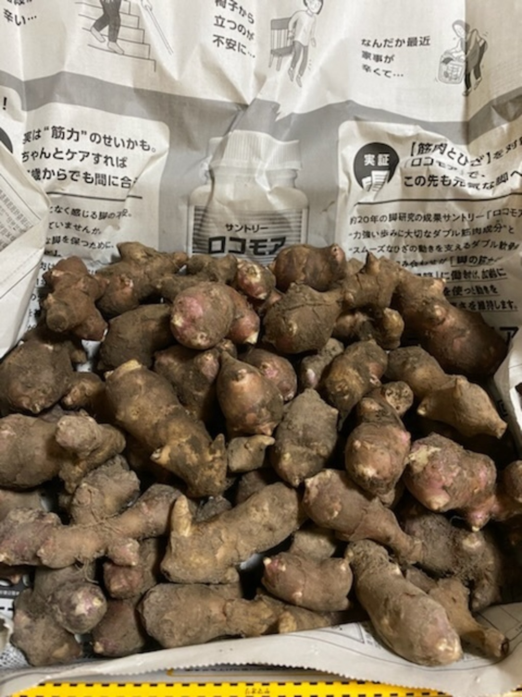 農薬・肥料不使用》赤菊芋 コンパクトボックス1kg以上 さらに隙間に