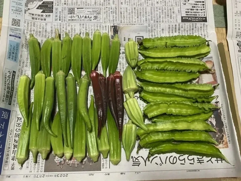 《農薬・肥料不使用》四角豆　　　四角豆とオクラ同梱