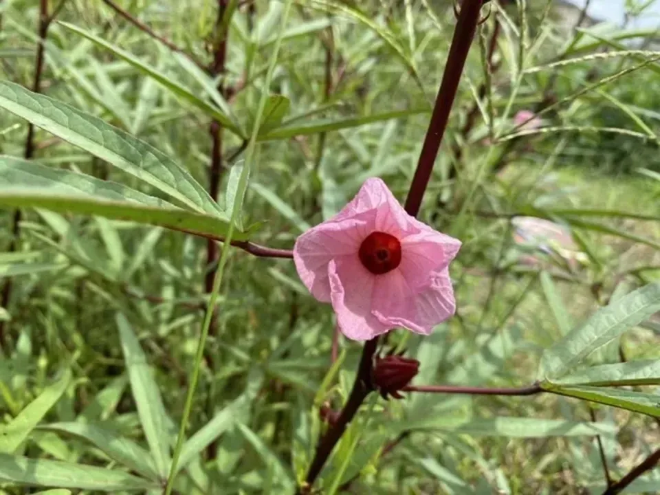 農薬・肥料不使用》ハイビスカスローゼル 生 HOP-PE-PE ~you are what