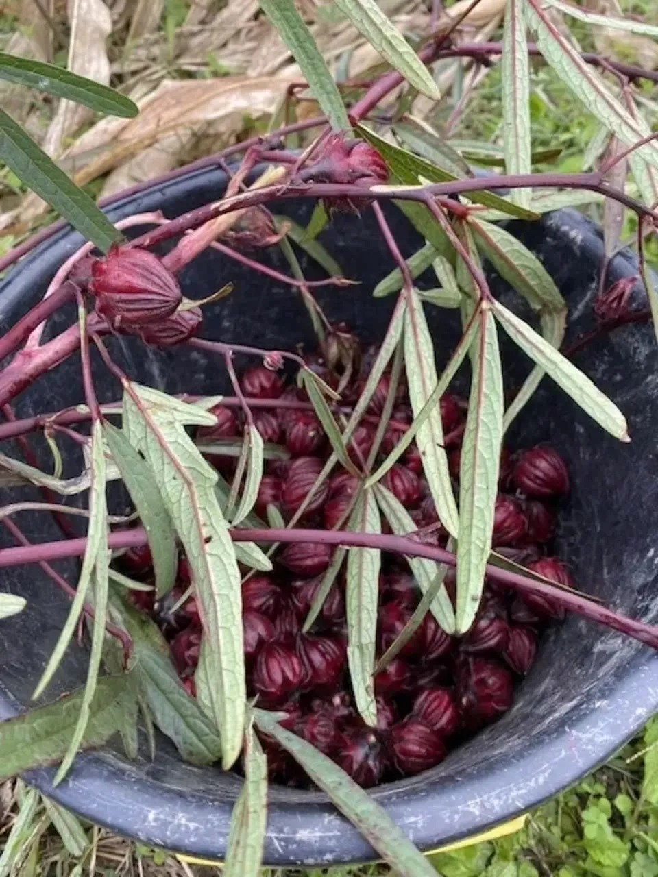 農薬・肥料不使用》ハイビスカスローゼル 生 HOP-PE-PE ~you are what