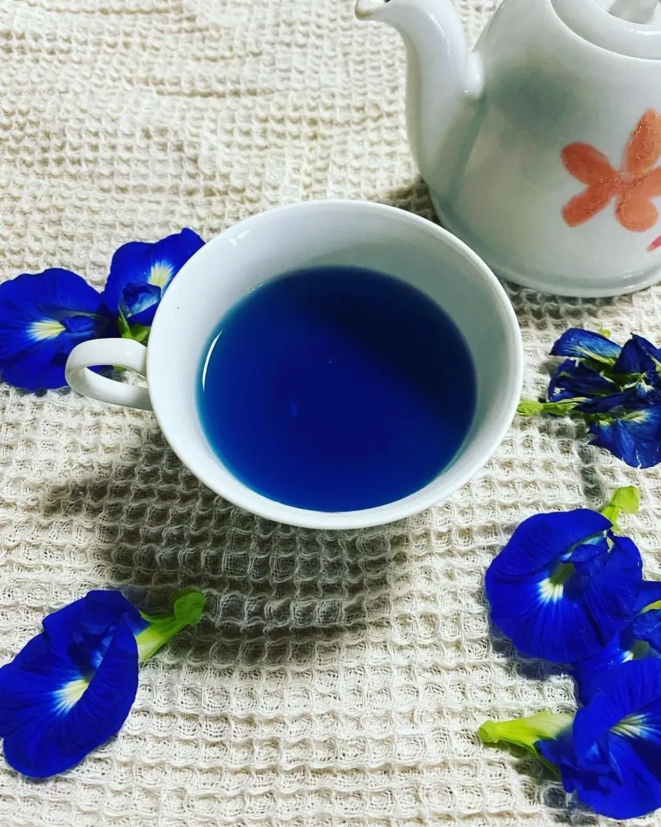 《農薬・肥料不使用》バタフライピーの青いお茶