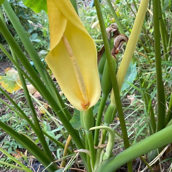 農薬・肥料不使用》里芋 HOP-PE-PE ~you are what you eat~ (岡山県産