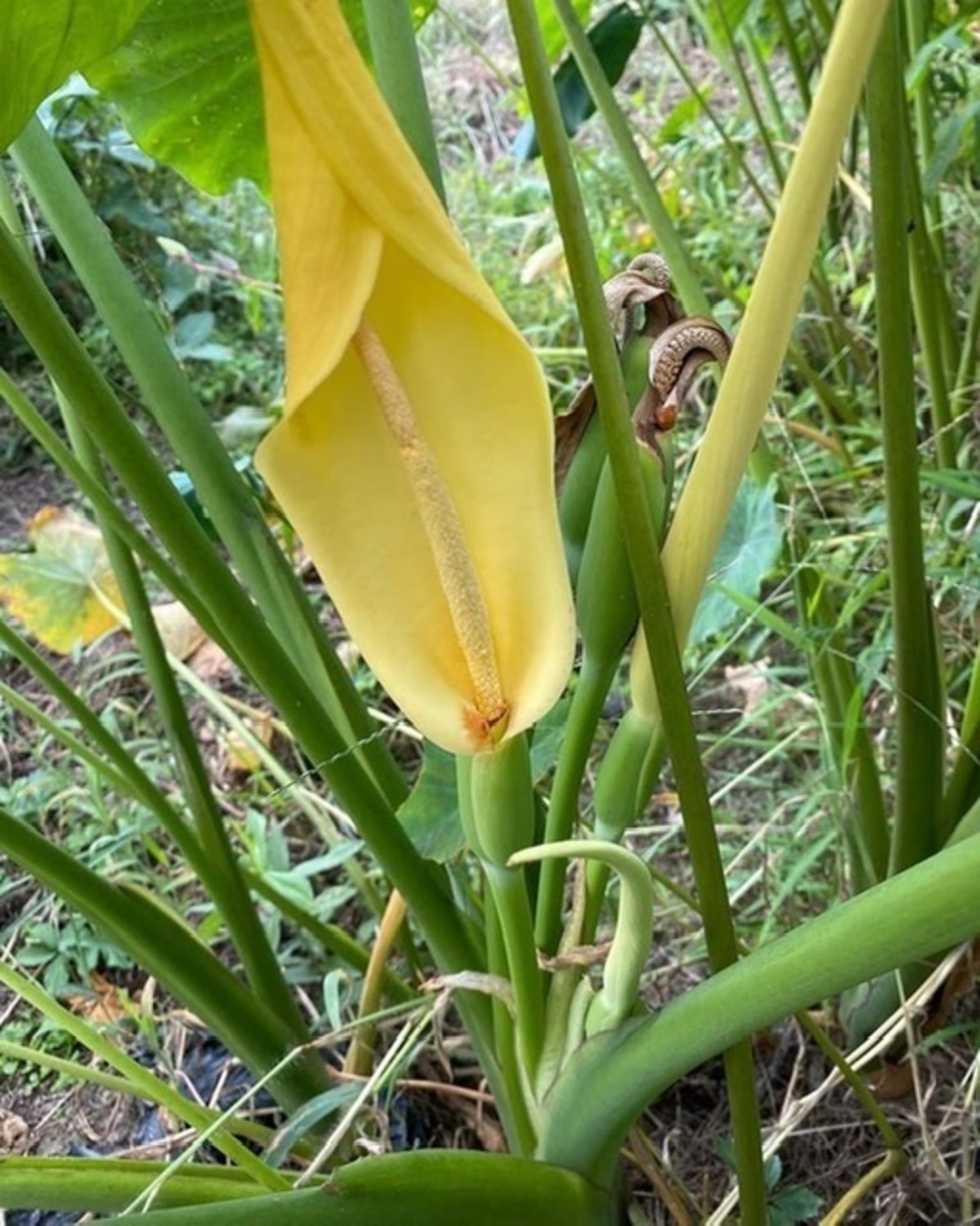 農薬・肥料不使用》里芋 HOP-PE-PE ~you are what you eat~ (岡山県産
