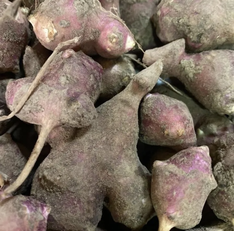 農薬・肥料不使用》赤菊芋 コンパクトボックス1kg以上 さらに隙間に