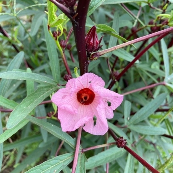 ローゼルのお花も咲いていました。