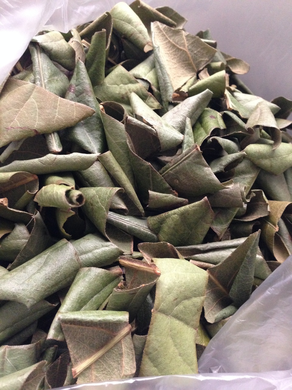 完全天日干し 白びわの葉 (100g) 静岡県 無添加・無農薬 ホリヨシ