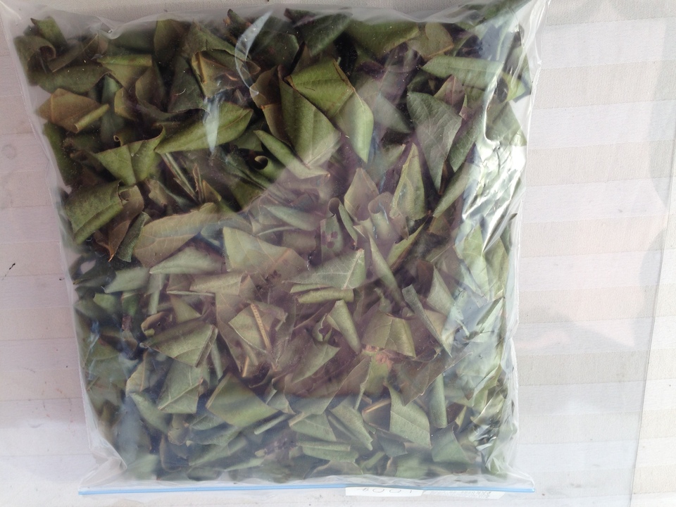 完全天日干し 白びわの葉 (100g) 静岡県 無添加・無農薬 ホリヨシ