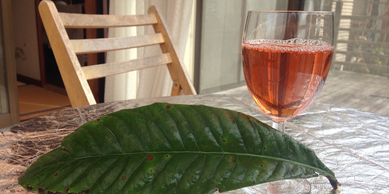 完全天日干し 白びわの葉 ホリヨシ (静岡県産) フルーツティー通販