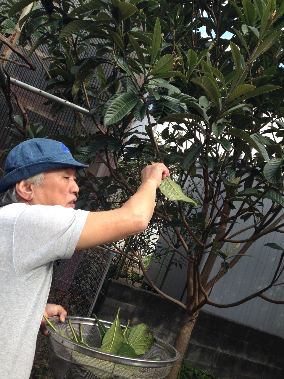 完全天日干し 白びわの葉 (100g) 静岡県 無添加・無農薬 ホリヨシ