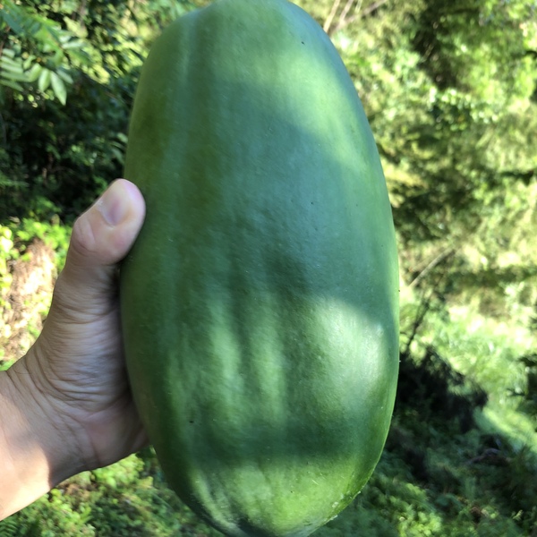 増量✨新鮮青パパイヤ21キロ 青パパイヤ(農薬、化学肥料無使用) 約1.5Kg(2〜3個) おやまの農園ほー