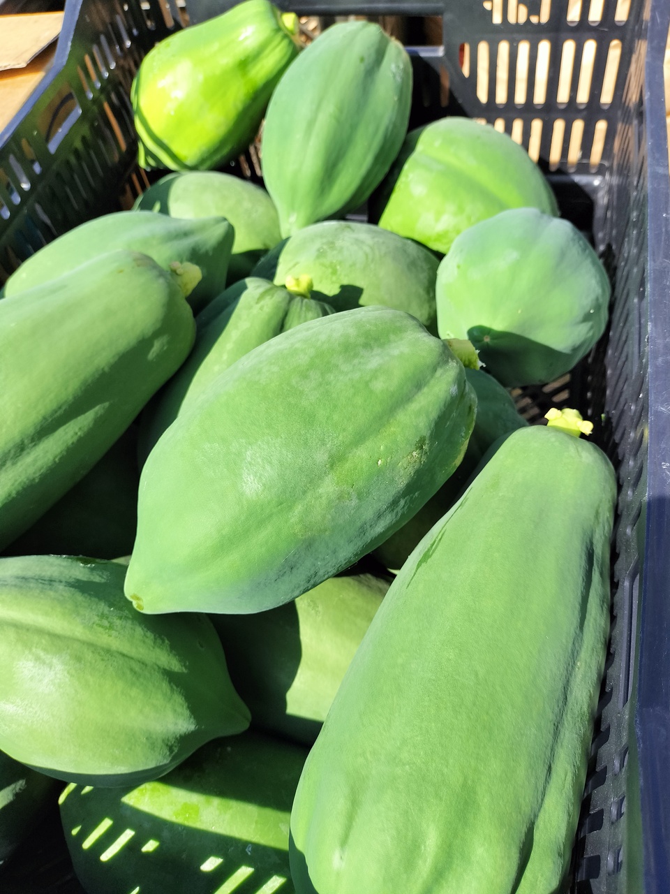 青パパイヤ　自然栽培 青パパイヤ 約6kg 6個 中 ～特大サイズ 自然栽培 無農薬 C 稼げる新