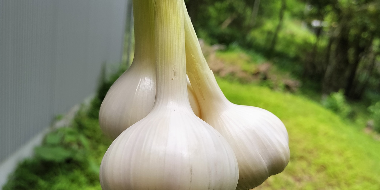 生ニンニク 500g 農薬、化学肥料不使用 おやまの農園ほーんびる