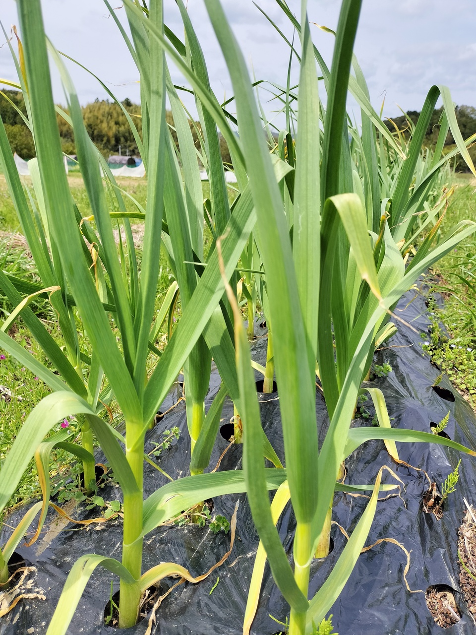 生ニンニク 500g 農薬、化学肥料不使用 おやまの農園ほーんびる