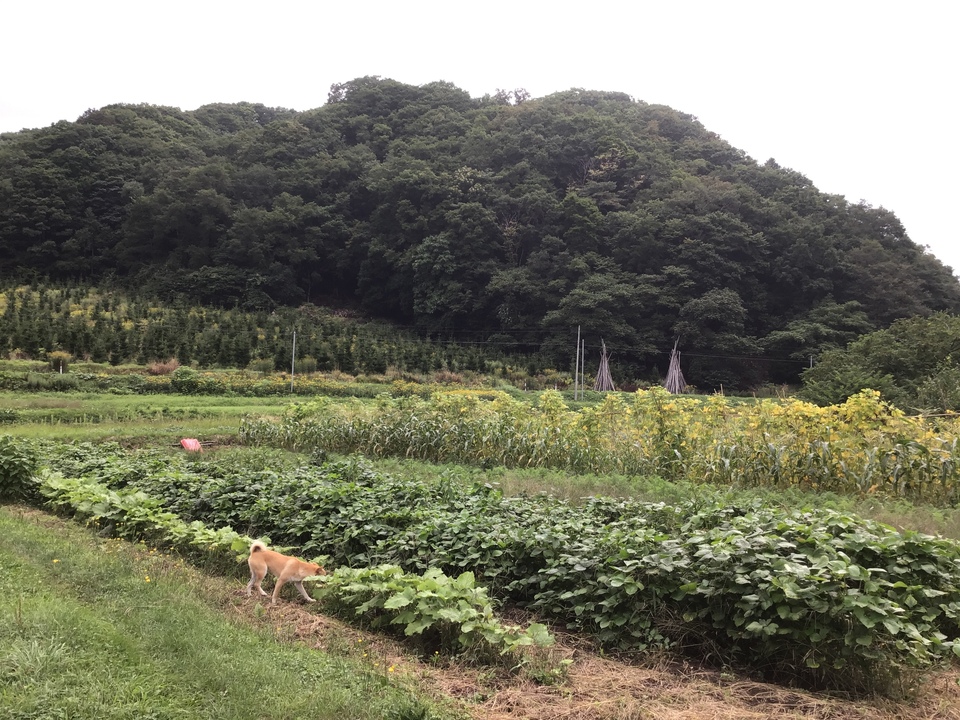 馬耕 自然栽培 黒小豆