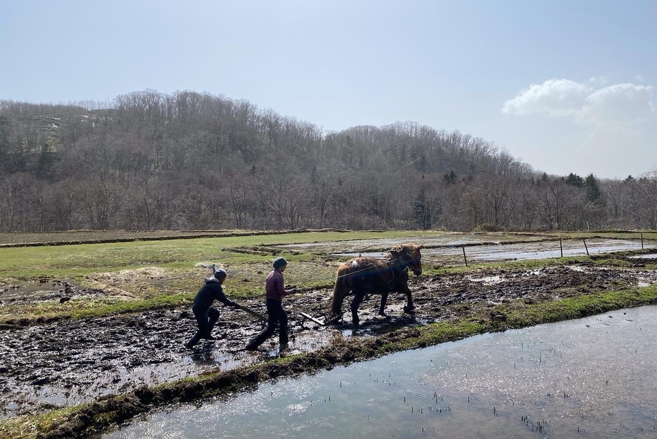 超レア!! 北海道で馬が耕す農薬・化学肥料不使用　「ゆきひかり」3kg 新米】令和5年度産 / - たべるとくらすと