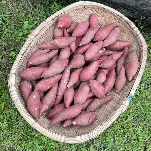 栽培期間中無農薬栽培さつまいも（紅はるか）【喜郷ファーム