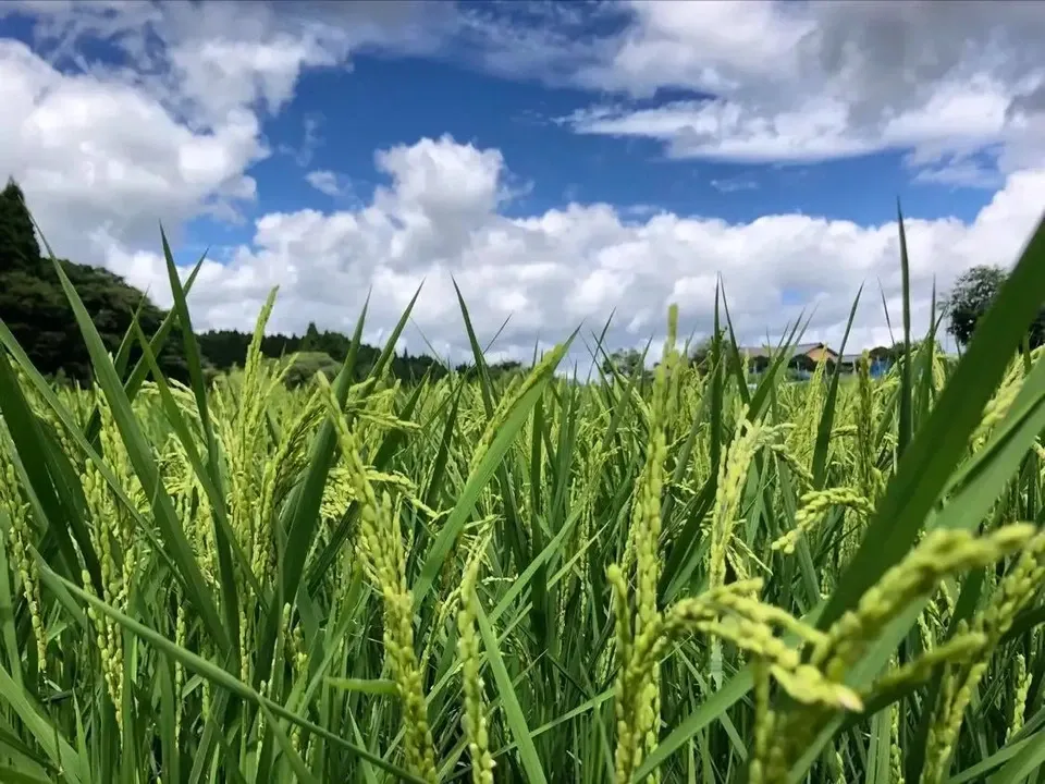 令和7年産 / 天日干し湧水こしひかり玄米<農薬・化成肥料・堆肥・除草剤不使用栽培>