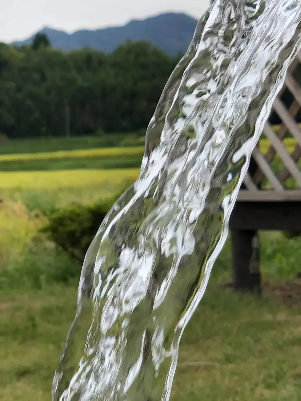 令和7年産 / 天日干し湧水こしひかり玄米<農薬・化成肥料・堆肥・除草剤不使用栽培>