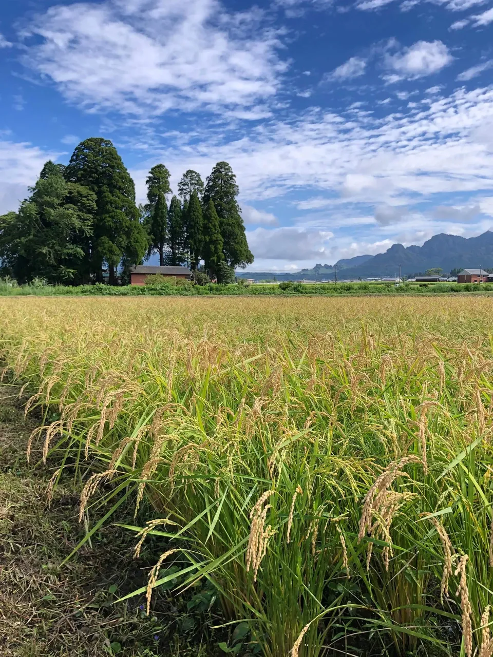 令和7年産 / 天日干し湧水こしひかり玄米<農薬・化成肥料・堆肥・除草剤不使用栽培>