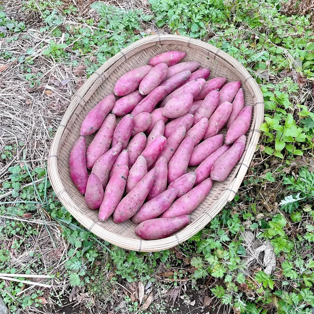 令和6年産・南阿蘇産【熟成紅はるか】 (農薬・化成肥料・除草剤