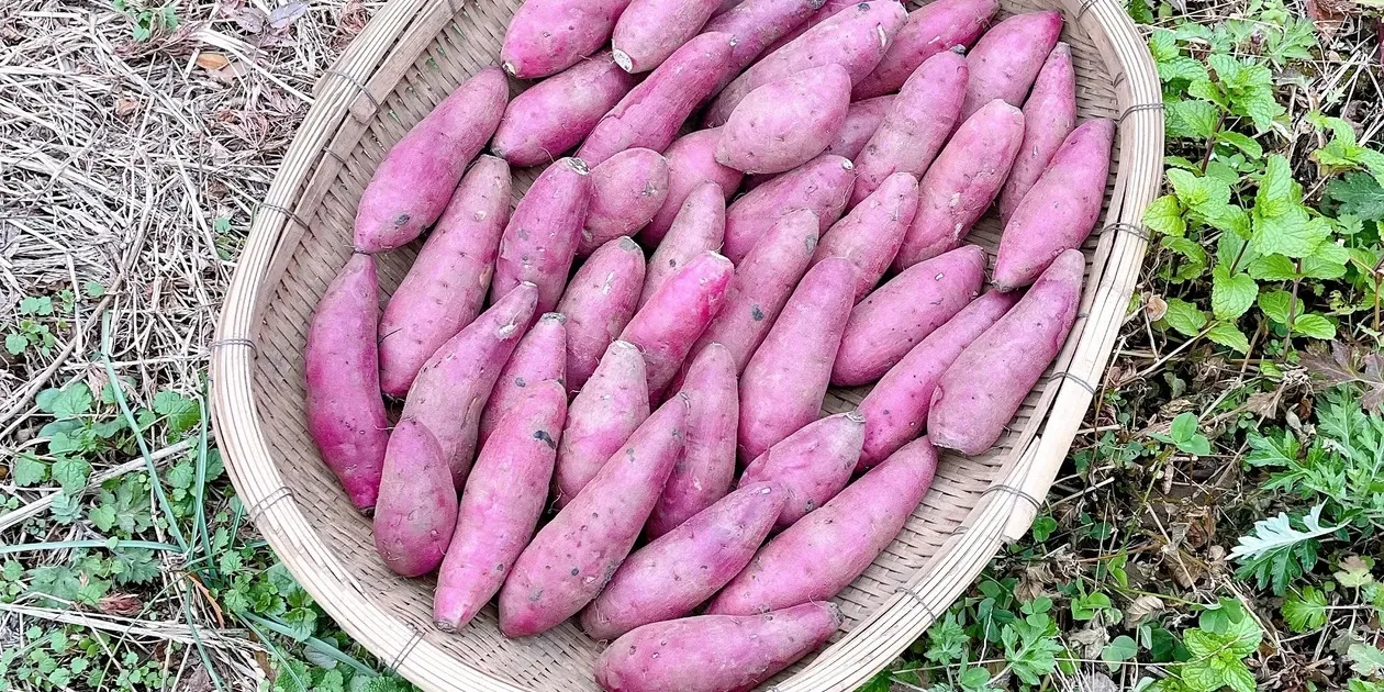 令和6年産・南阿蘇産【熟成紅はるか】 (農薬・化成肥料・除草剤