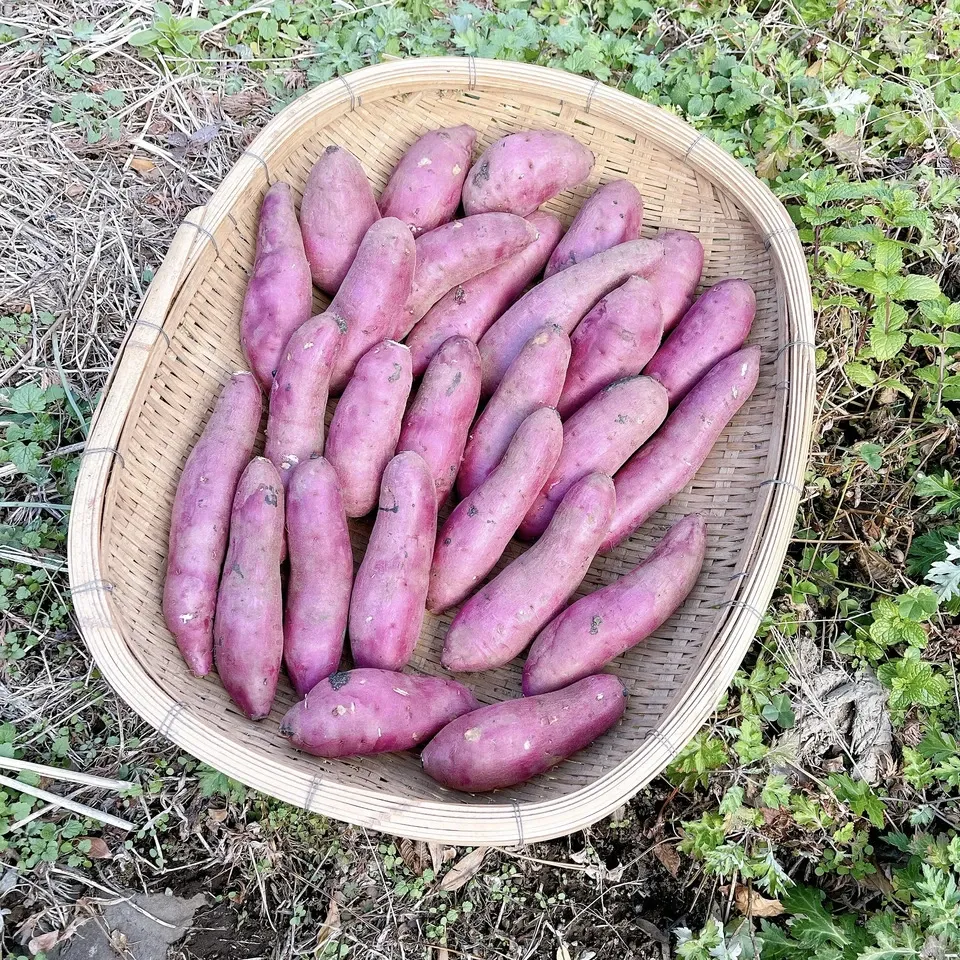 紅マサリ20kg農薬、有機化学肥料不使用さつまいも 令和6年産・南阿蘇産【熟成紅はるか】 (農薬・化成肥料・除草剤