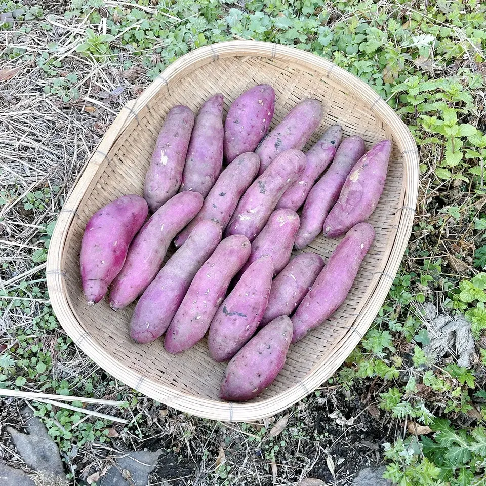 サトシ自然栽培熟成サツマイモ６種１２ｋｇ サトシ自然栽培熟成サツマイモ6種12kg サトシ自然栽培熟成
