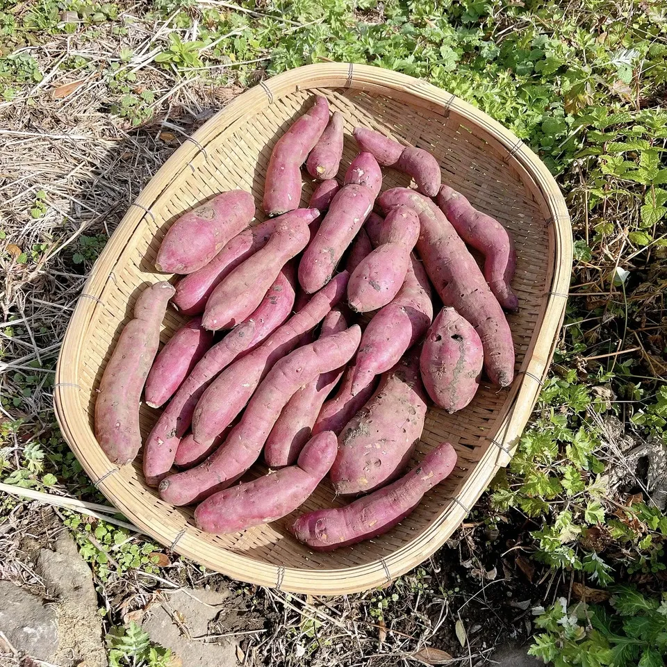 熊本県産さつまいも 紅はるか 自然栽培 無農薬 無肥料20kg サトシ 熊本県産さつまいも 紅はるか 自然栽培 5kg 新物 - メルカリ