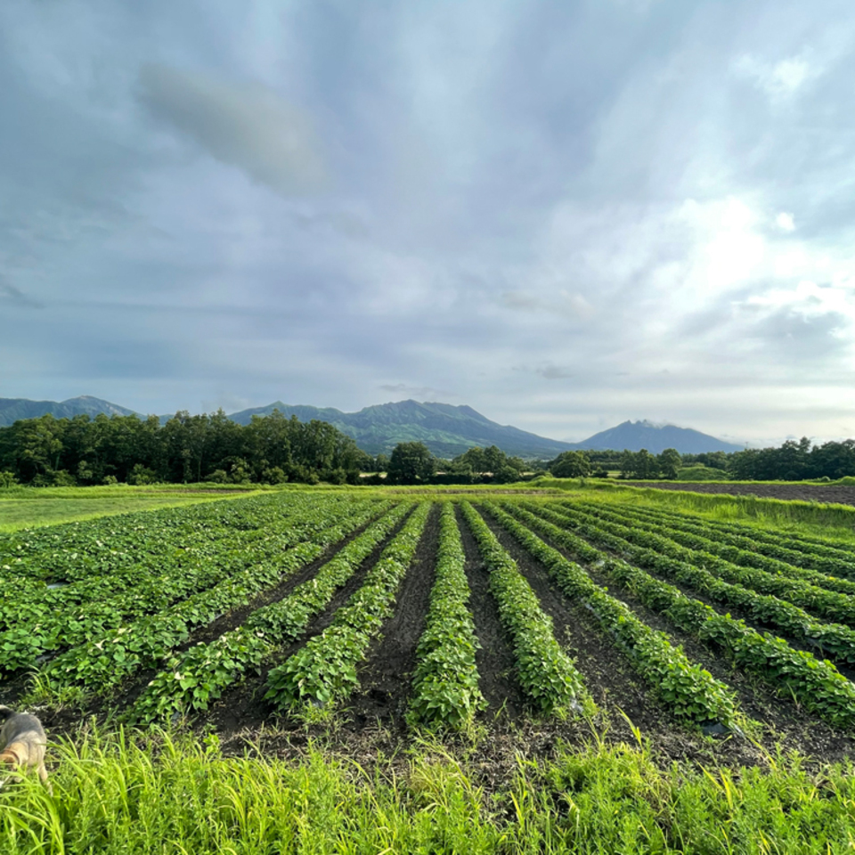 令和6年産・南阿蘇産【熟成紅はるか】 (農薬・化成肥料・除草剤