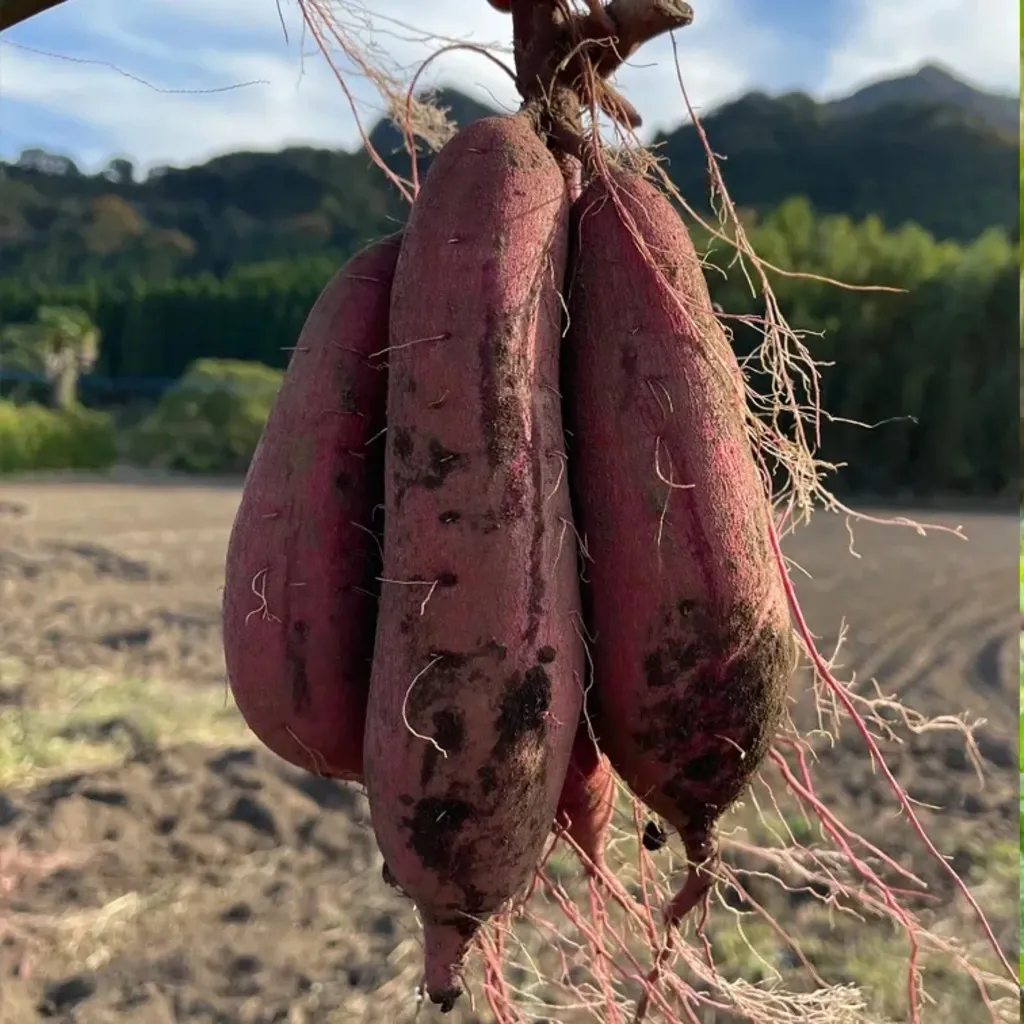 令和7年産・南阿蘇産【熟成紅はるか】 (農薬・化成肥料・除草剤・堆肥