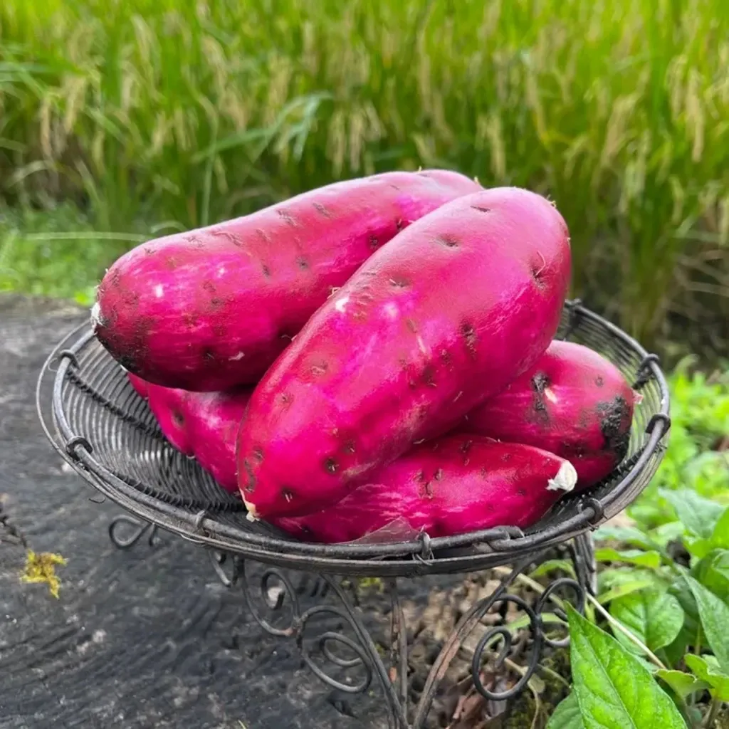 令和7年産・南阿蘇産【熟成紅はるか】 (農薬・化成肥料・除草剤・堆肥