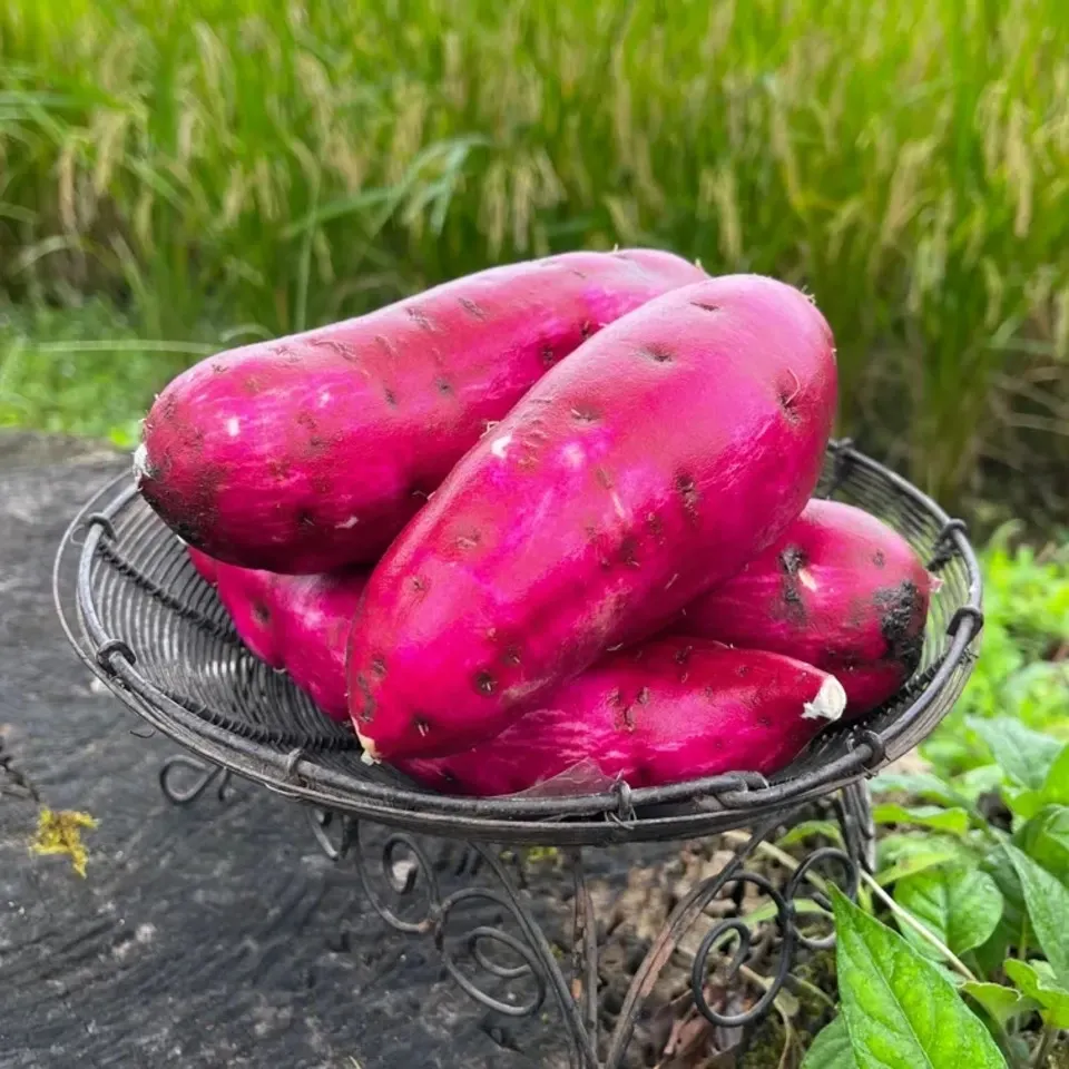 令和6年産・南阿蘇産【熟成紅はるか】 (農薬・化成肥料・除草剤