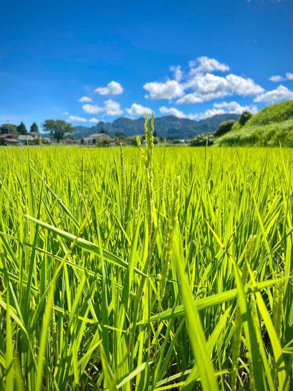 令和7年産 / こしひかり精米 <農薬・化成肥料・堆肥・除草剤不使用栽培>
