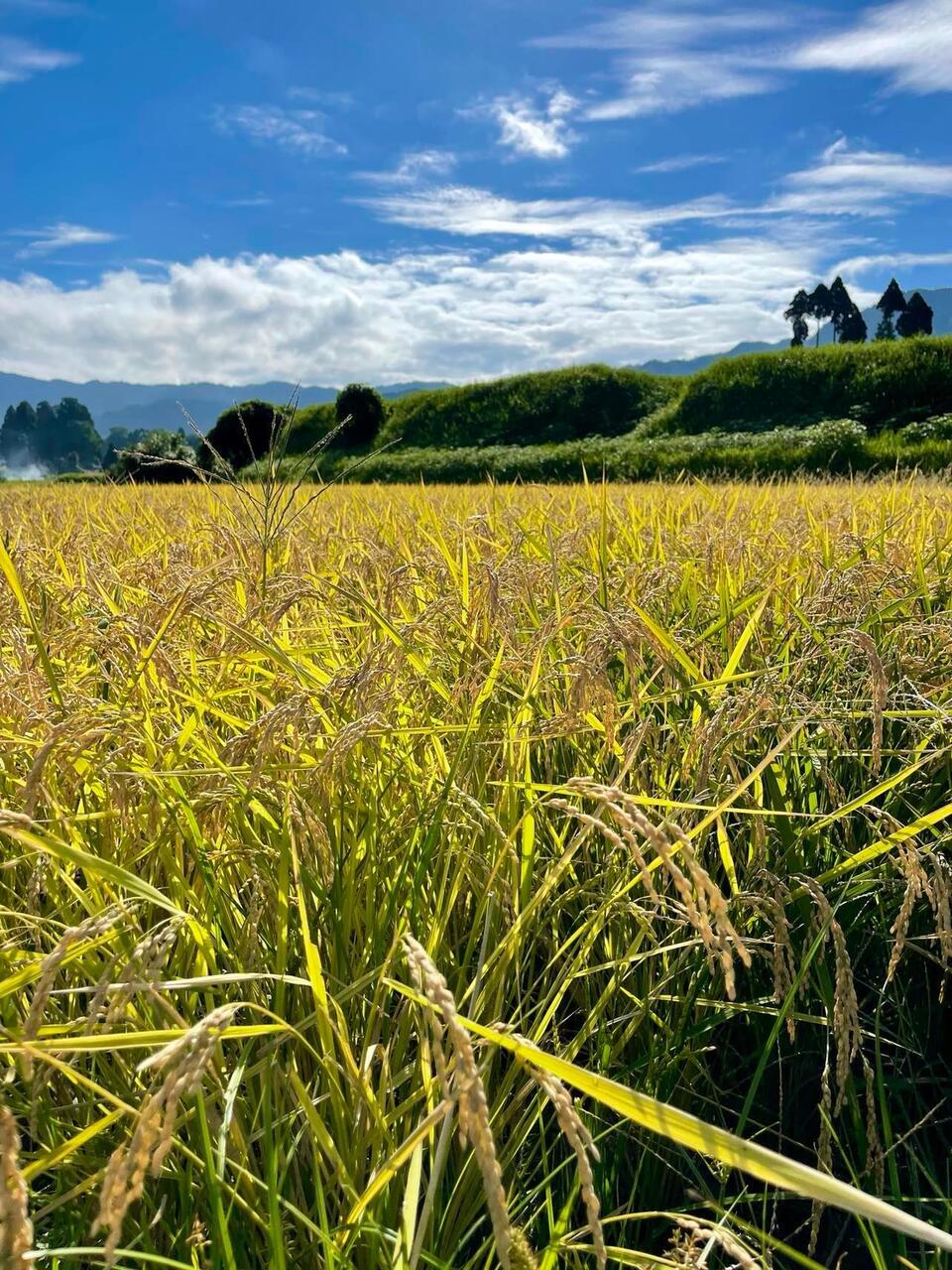 令和7年産 / こしひかり精米 <農薬・化成肥料・堆肥・除草剤不使用栽培>