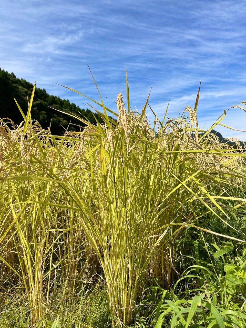 令和7年産 / こしひかり精米 <農薬・化成肥料・堆肥・除草剤不使用栽培>
