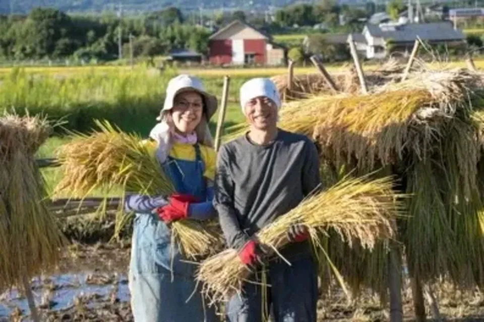 令和7年産 / 天日干し湧水こしひかり玄米<農薬・化成肥料・堆肥・除草剤不使用栽培>