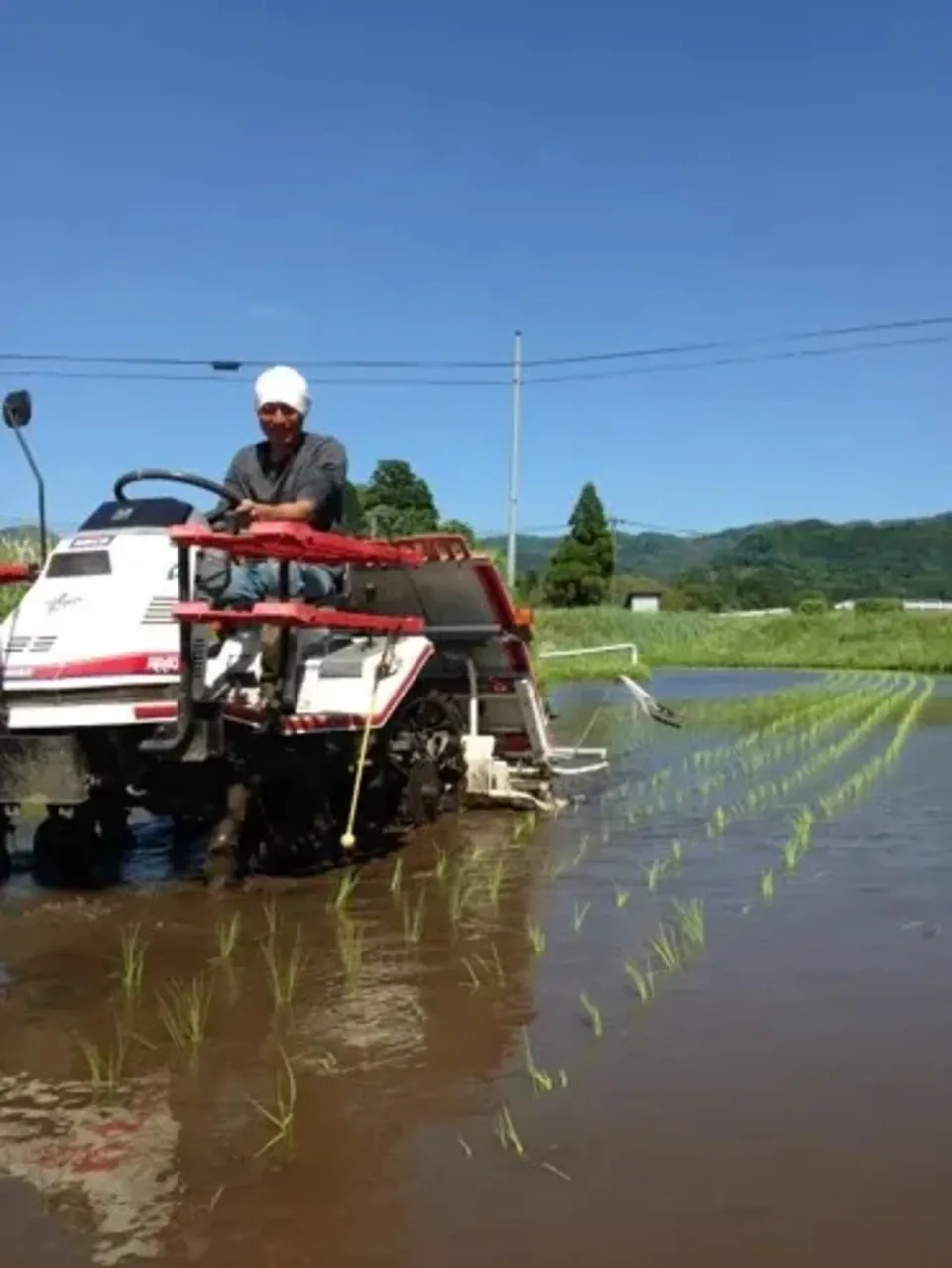 令和7年産 / 天日干し湧水こしひかり玄米<農薬・化成肥料・堆肥・除草剤不使用栽培>